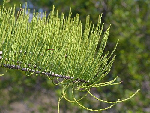 Taxodium ascendens Taxodium ascendens