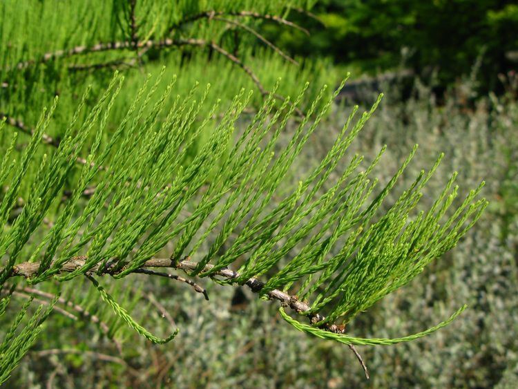 Taxodium ascendens FileTaxodium ascendens foliage PANjpg Wikimedia Commons