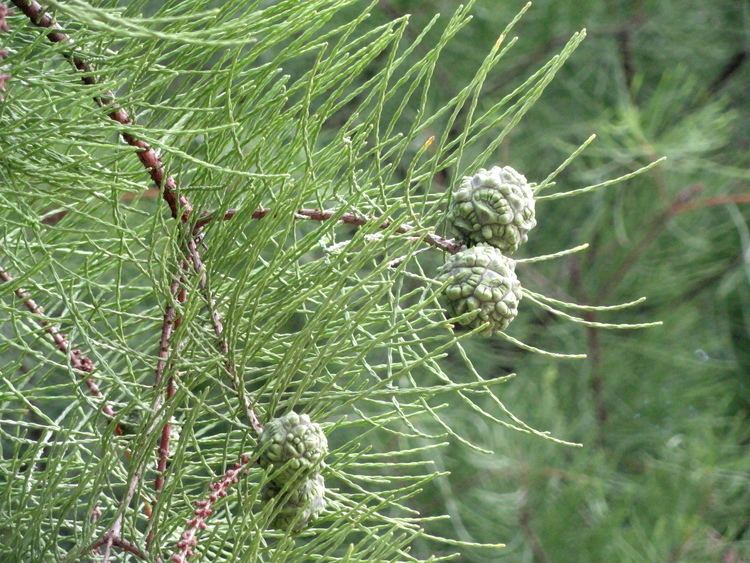 Taxodium ascendens FileTaxodium ascendens Kunming Botanical Garden DSC03068JPG