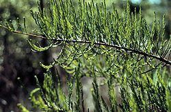 Taxodium ascendens Taxodium ascendens Wikipedia