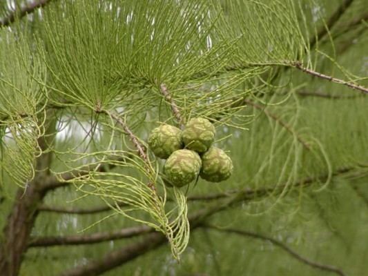 Taxodium ascendens Taxodium ascendens Conifer Record