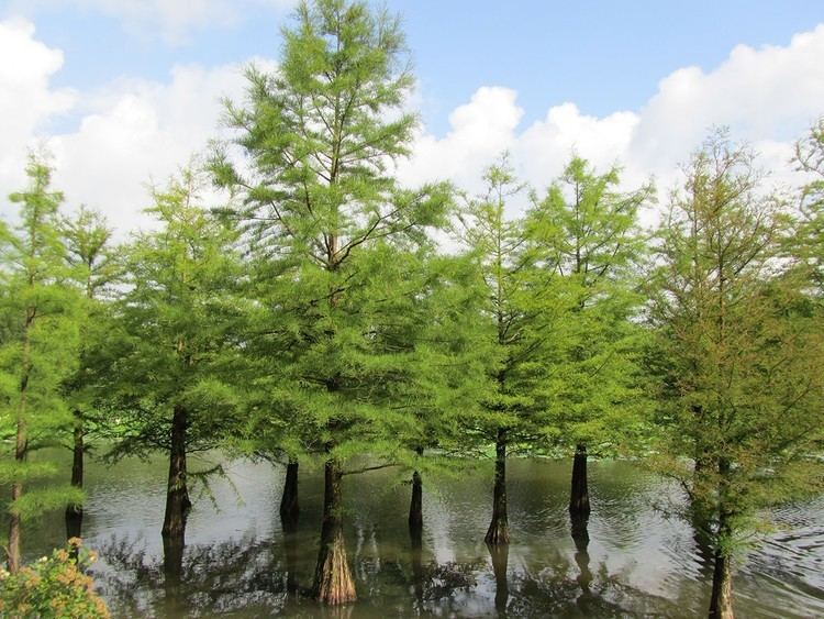 Taxodium distichum Swamp Cypress Taxodium distichum Chew Valley Trees
