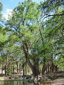 Taxodium mucronatum httpsuploadwikimediaorgwikipediacommonsthu
