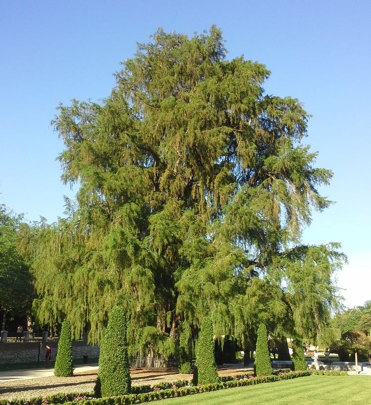 Taxodium mucronatum FileTaxodium mucronatum Retirojpg Wikimedia Commons