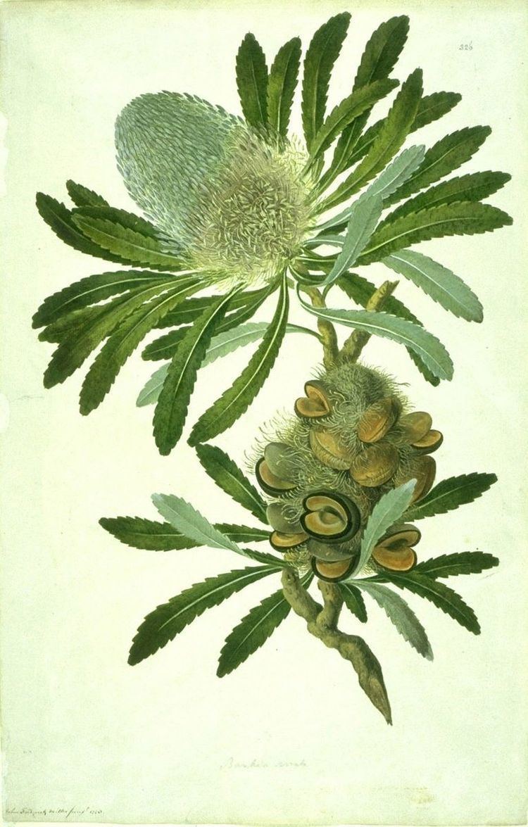 Taxonomy of Banksia
