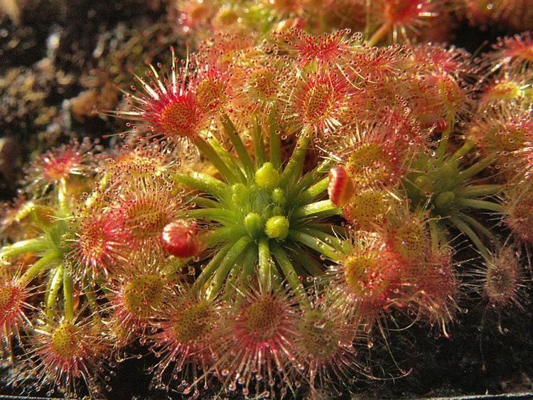 Taxonomy of Drosera