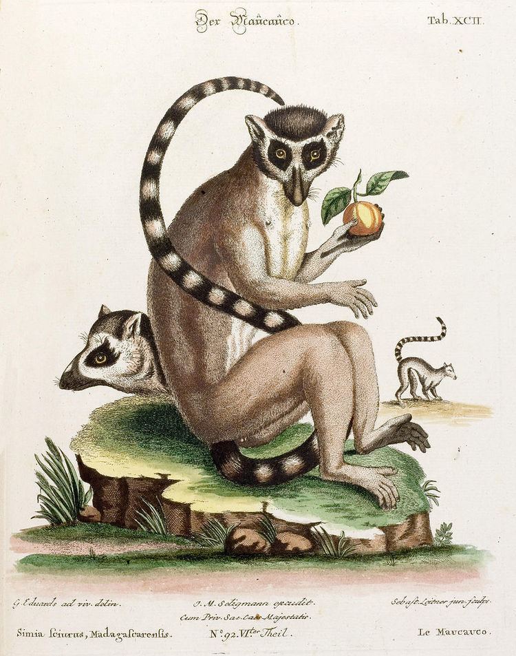 Taxonomy of lemurs