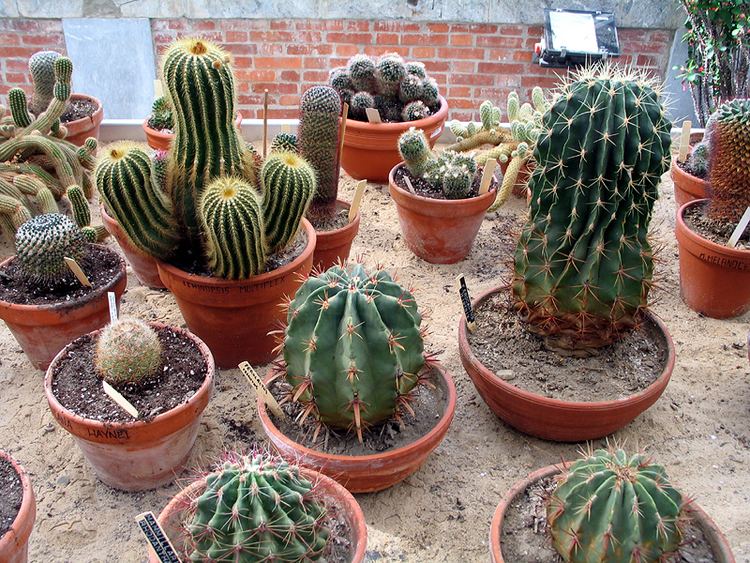 Taxonomy of the Cactaceae