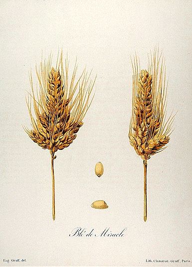 Taxonomy of wheat