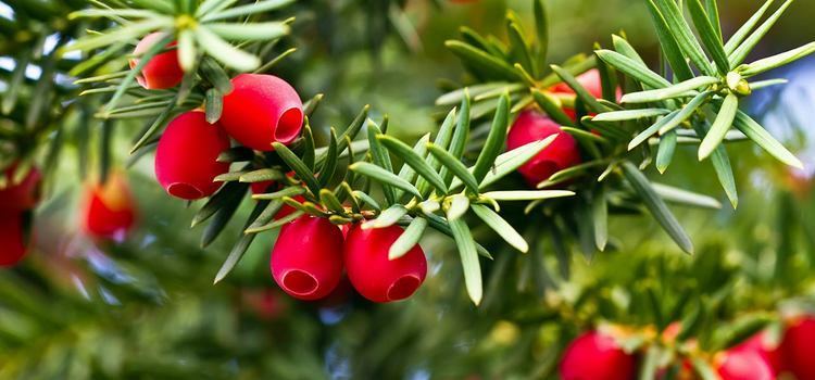 Taxus Best Medicinal and Health Benefits and Uses Of Taxus