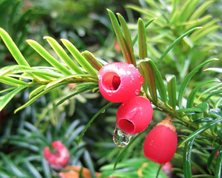 Taxus brevifolia Meandering Washington Y Yew Taxus brevifolia