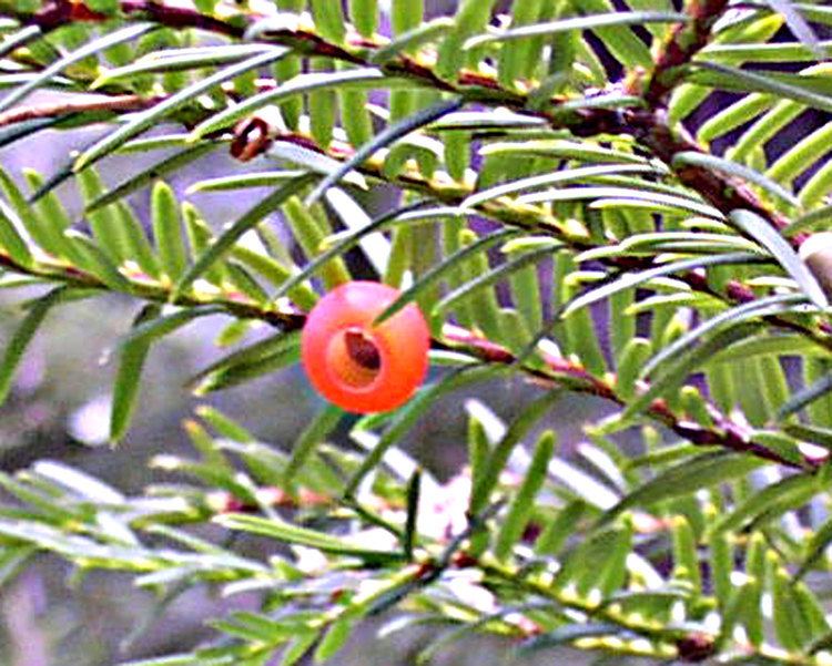 Taxus brevifolia Taxusbrevifolia