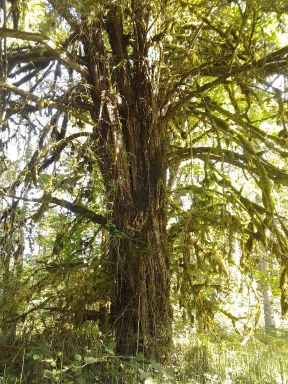 Taxus brevifolia Pacific Yew Taxus brevifolia Native Plants PNW