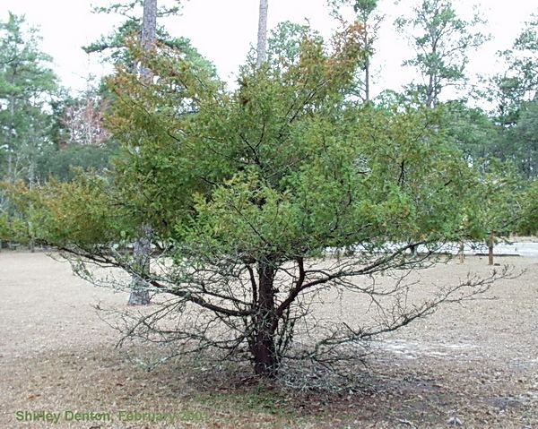Taxus floridana Florida Native Plant Society