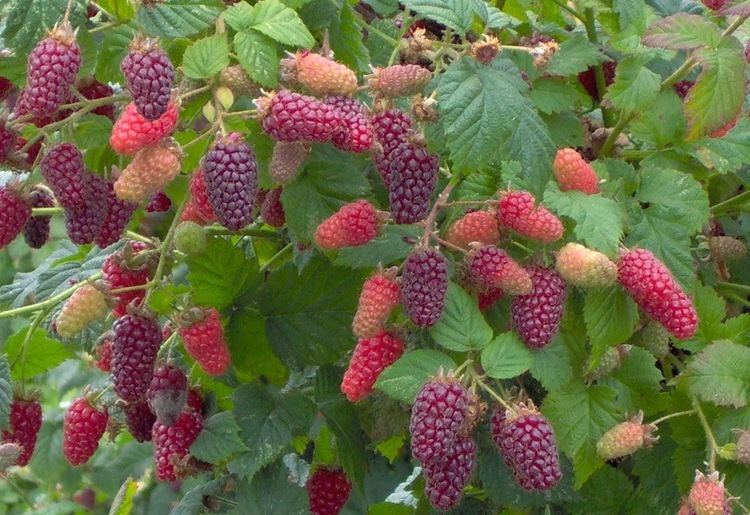 Tayberry HOW TO GROW TAYBERRIES The Garden of Eaden