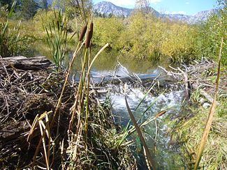 Taylor Creek (Lake Tahoe) httpsuploadwikimediaorgwikipediacommonsthu