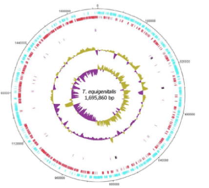 Taylorella equigenitalis Taylorella equigenitalis MCE9 MicrobeWiki