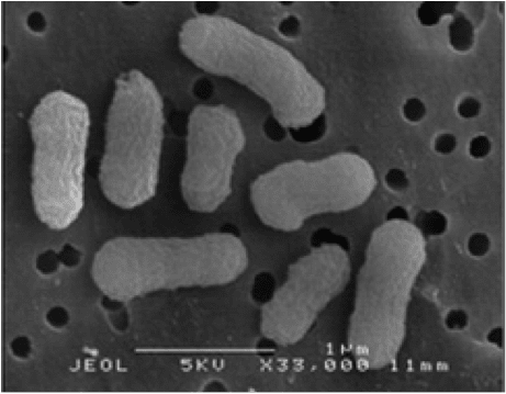 Taylorella equigenitalis Taylorella equigenitalis MCE9 MicrobeWiki