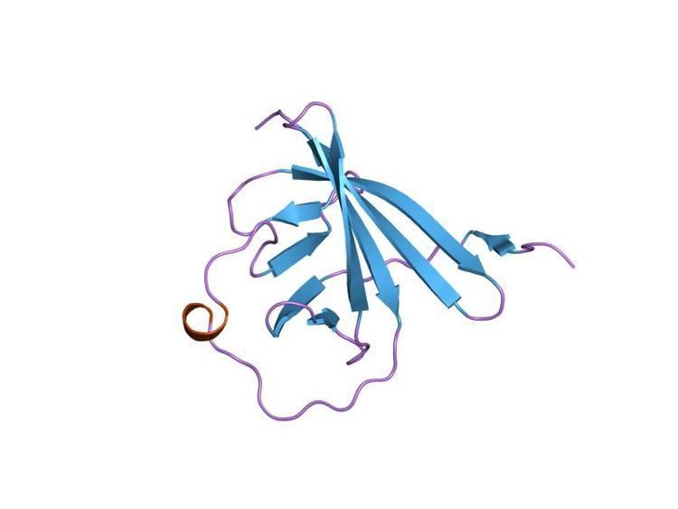 TCL1 MTCP1 protein domain