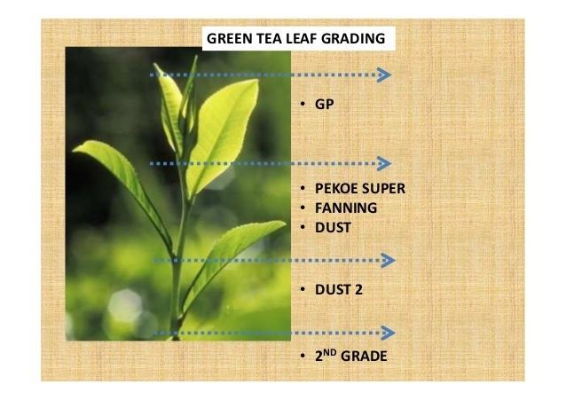 Tea leaf grading Tea catalog