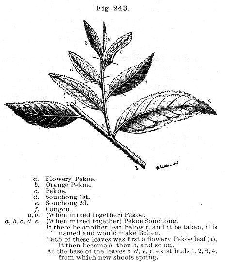 Tea leaf grading Fig 243 Tea grades Henriette39s Herbal Homepage