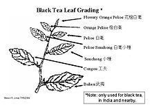 Tea leaf grading httpsuploadwikimediaorgwikipediacommonsthu