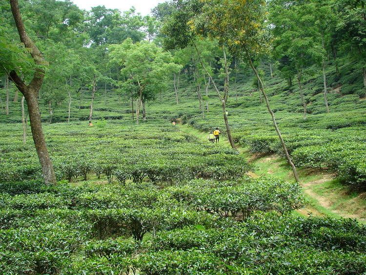 Tea production in Bangladesh