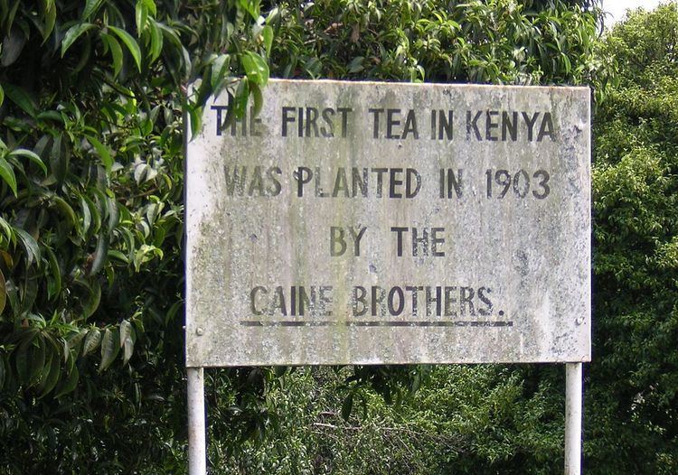 Tea production in Kenya