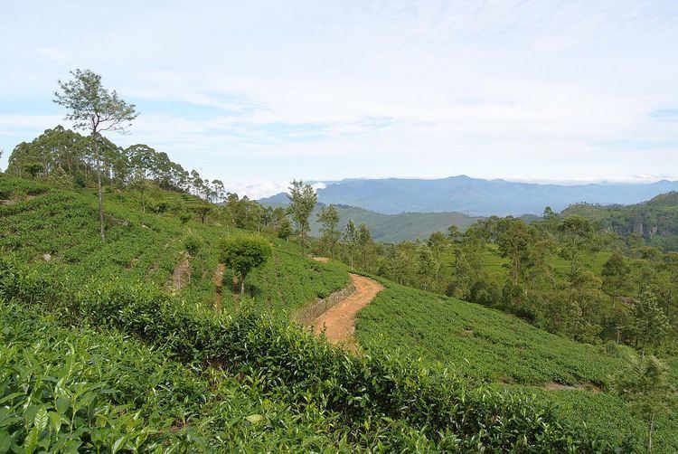 Tea production in Sri Lanka