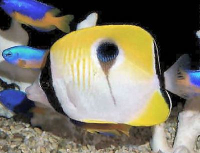 Teardrop butterflyfish animalworldcomencyclomarinebutterimagesTear