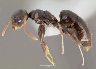 Technomyrmex Technomyrmex albipes Whitefooted ant Discover Life