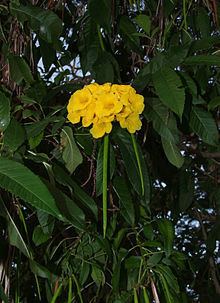 Tecoma castanifolia httpsuploadwikimediaorgwikipediacommonsthu