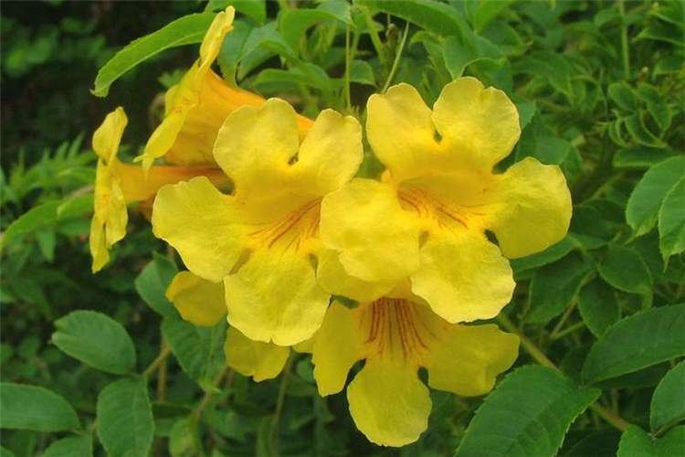 Tecoma stans Factsheet Tecoma stans Yellow Bells