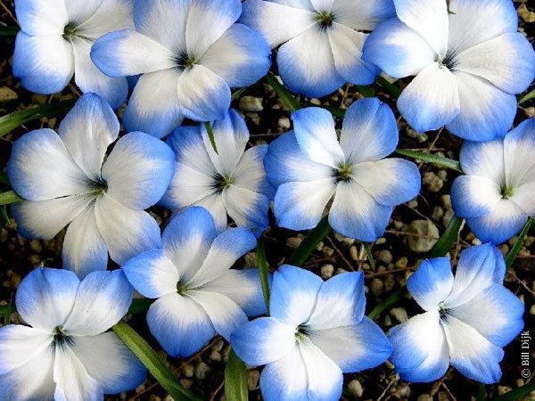 Tecophilaea All Genre Plants Garden