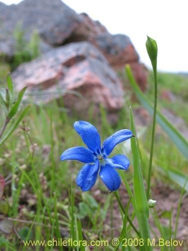 Tecophilaea Description and images of Tecophilaea violiflora a native