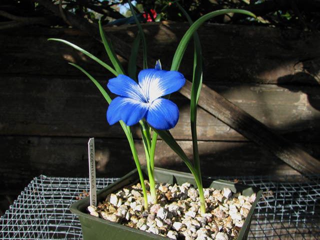 Tecophilaea Pacific Bulb Society Tecophilaea