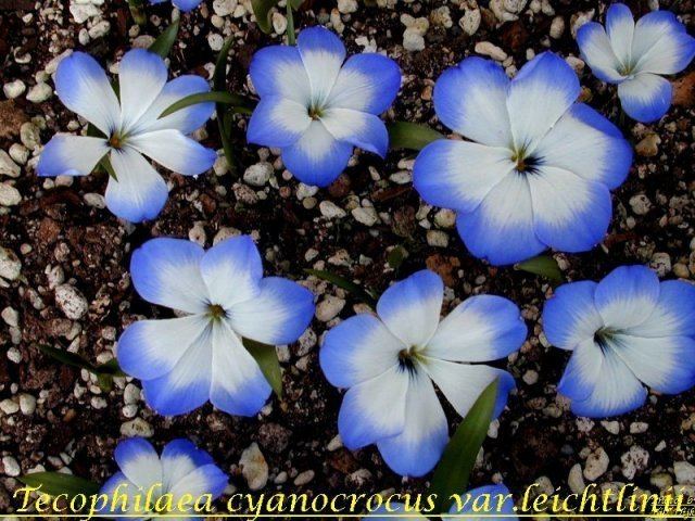 Tecophilaea Pacific Bulb Society Favorite Blue Flowered Bulbs Two