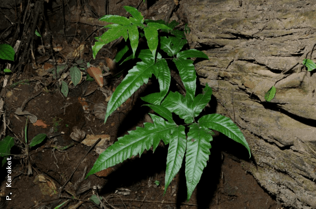 Tectaria Ferns of Thailand Laos and Cambodia gt Tectaria simonsii