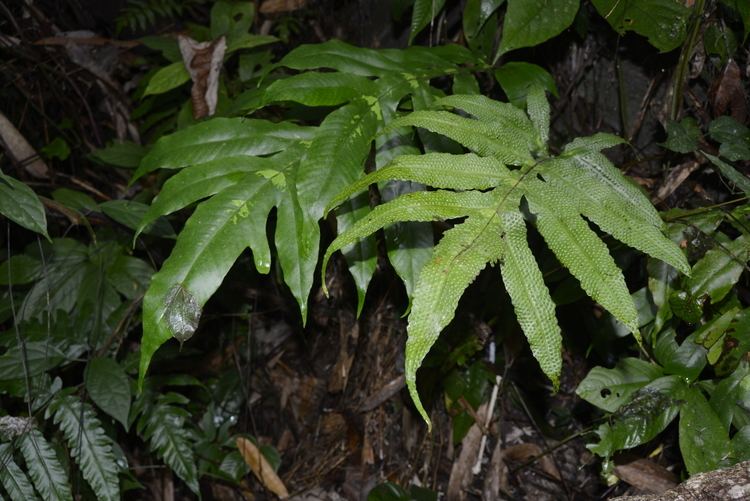 Tectaria Taxonomic Revision of Fern Genus Tectaria Cav Tectariaceae in