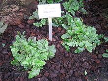 Tectaria zeylanica httpsuploadwikimediaorgwikipediacommonsthu