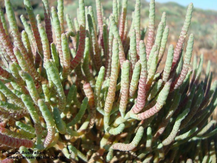 Tecticornia Seeds of South Australia