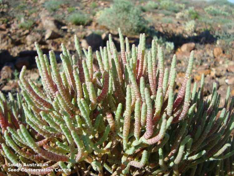 Tecticornia Seeds of South Australia