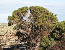 Tecticornia arbuscula httpsuploadwikimediaorgwikipediacommonsthu