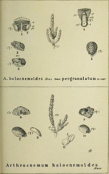 Tecticornia halocnemoides httpsuploadwikimediaorgwikipediacommonsthu