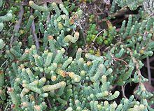 Tecticornia pergranulata httpsuploadwikimediaorgwikipediacommonsthu