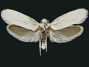 Tegeticula Moth Photographers Group Tegeticula yuccasella 0198