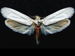 Tegeticula Moth Photographers Group Tegeticula yuccasella 0198