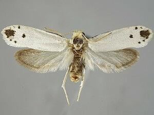 Tegeticula Moth Photographers Group Tegeticula maculata 0197