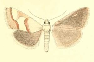 Tegostoma baphialis