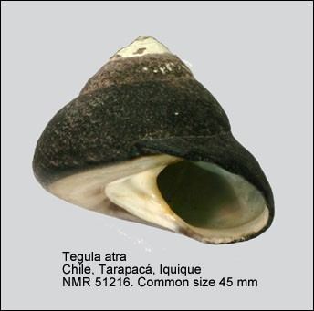 Tegula atra WoRMS Photogallery